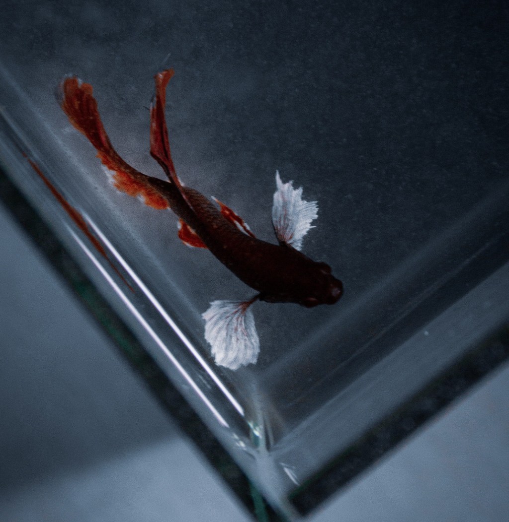 A Collection of Poems by JW&nbsp;Burns