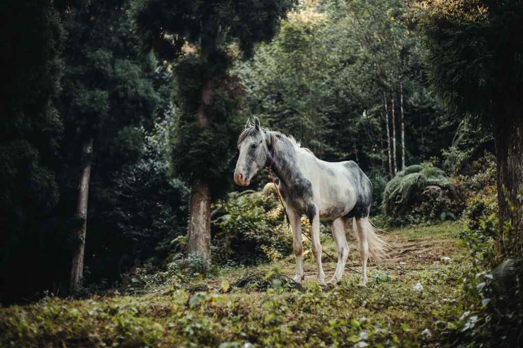 “Gray Horse” by Glen&nbsp;Armstrong