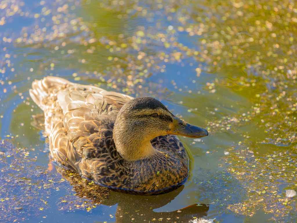 “Project Mallard” by Odette Lester&nbsp;Brady
