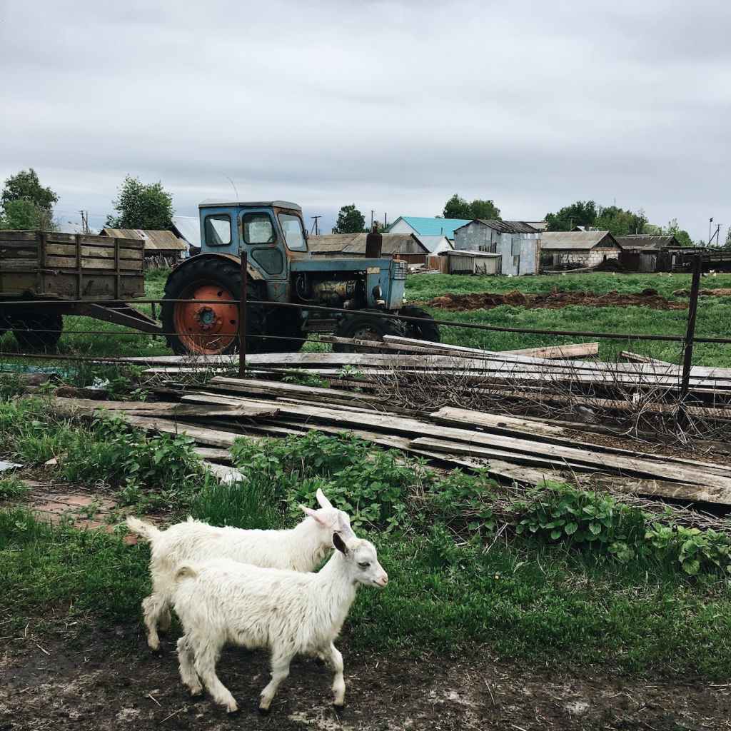 “Goats” by Clay&nbsp;Cantrell