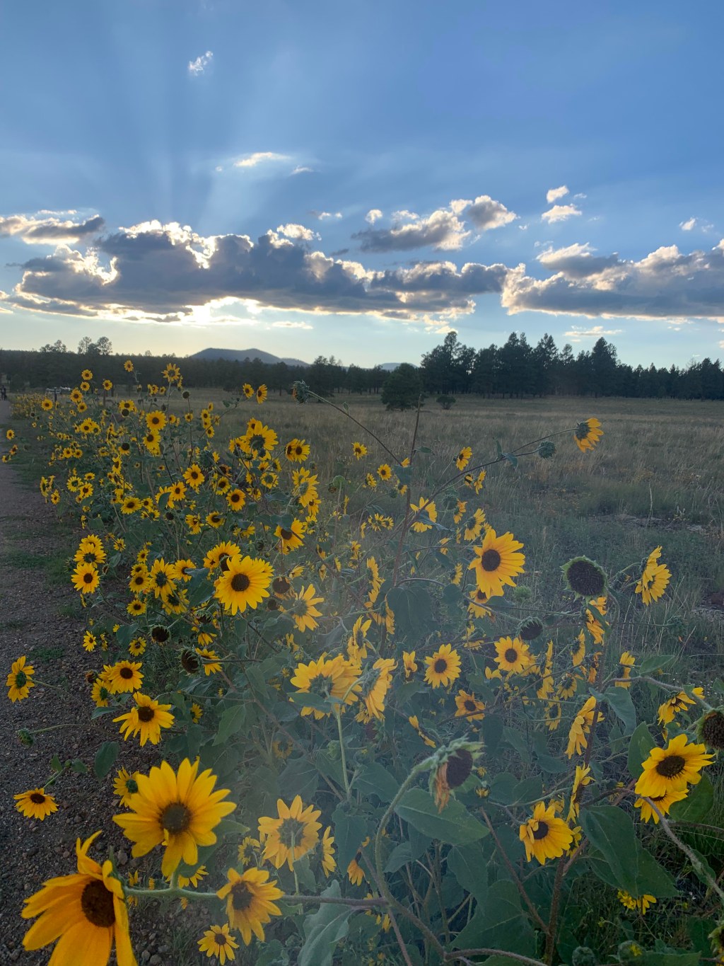“Cornucopia” audio by Nam Hoang&nbsp;Tran