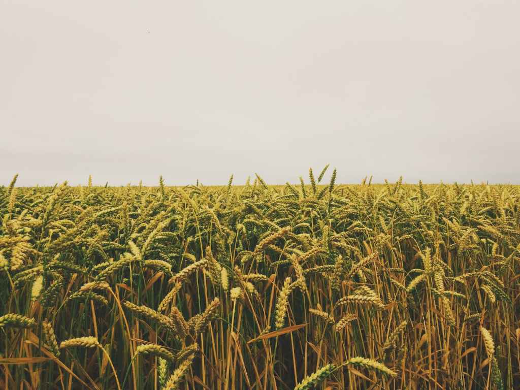 “Churches, Fields, Bridges” by L. Ward Abel