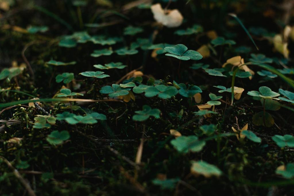 “Love poem #1” by Sean Cho A.