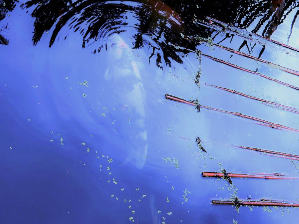 Below the Surface by Clarissa&nbsp;Cervantes