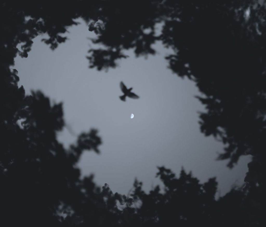 Grief Settles Like Crows on My Bed by CL&nbsp;Bledsoe